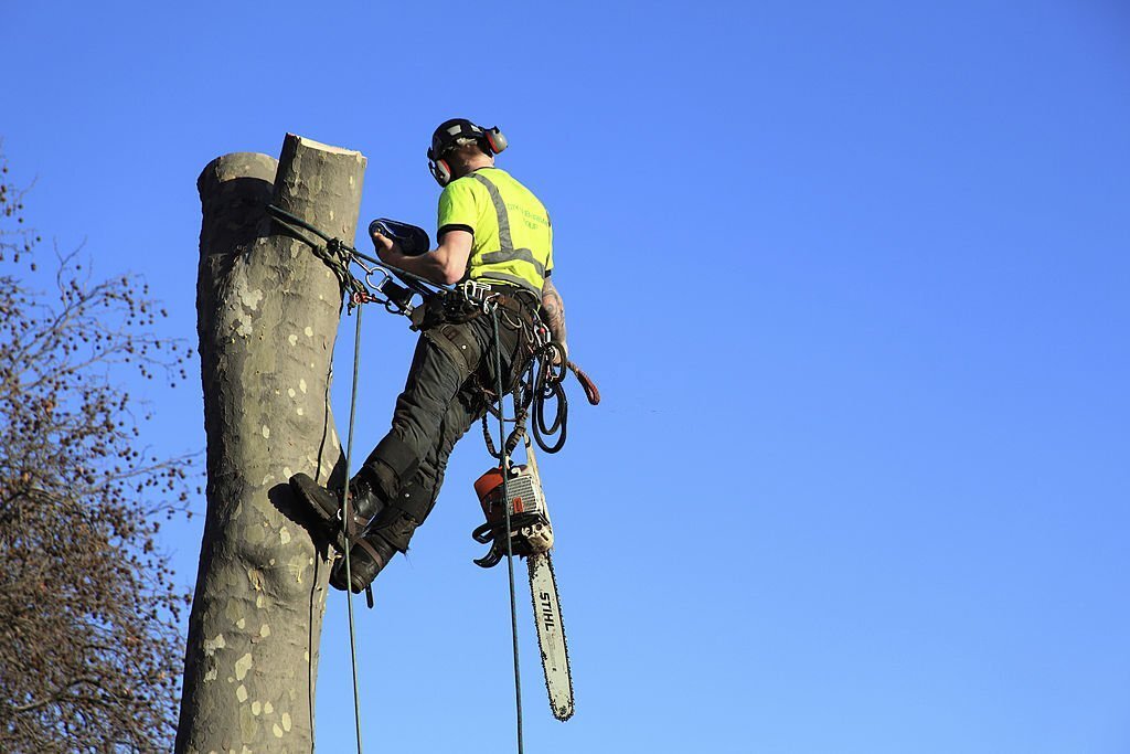 emergency-tree-work-tree-gardening-services-in-huntingdon