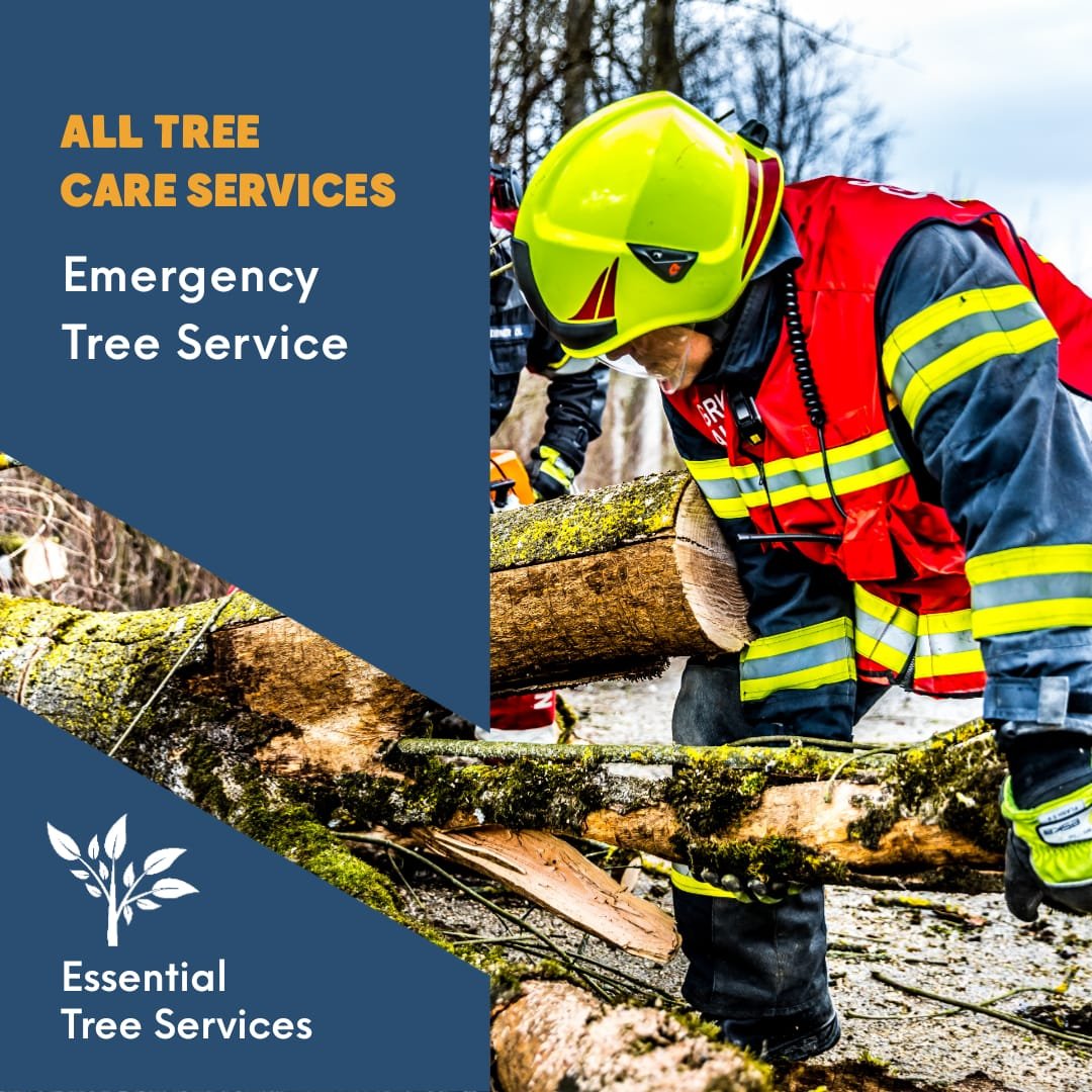 Tree Surgeons Kettering | Huntingdon - Essential Tree Services